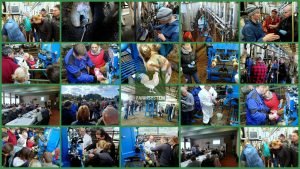 Koláž ze záběrů z proběhlé konference 2019 - s tematikou DD v dojených stádech