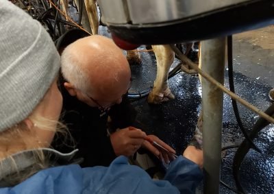 WORKSHOP: Jak propojit diagnostiku, prevenci a ekonomiku chovu